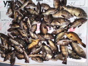 밤볼락] 연화도 씨알좋은늠 만쿨반쿨... 선상낚시로 잡은 물고기 조황