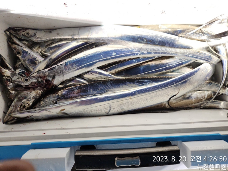 뉴경원피싱의 조황일지 이미지 - 4