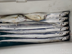 갈치 오늘 조항입니다  선상낚시로 잡은 물고기 조황