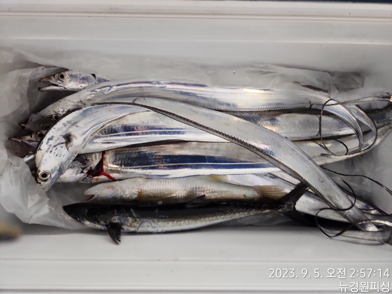 뉴경원피싱의 조황일지 이미지 - 2