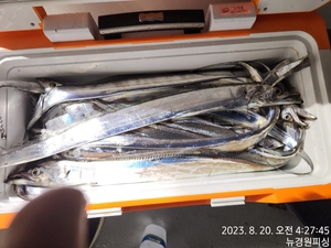 오늘부터 달립니다 선상낚시로 잡은 물고기 조황