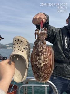 내일 갑오징어 출조 선비 4만원 선상낚시로 잡은 물고기 조황