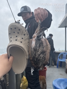 갑오징어 선비 4만원 출조계속 합니다 선상낚시로 잡은 물고기 조황
