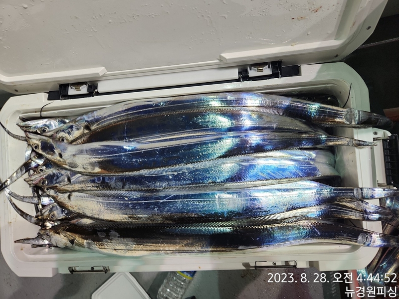 뉴경원피싱의 조황일지 이미지 - 3