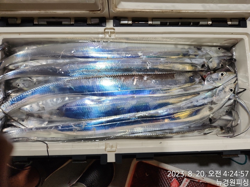 뉴경원피싱의 조황일지 이미지 - 9