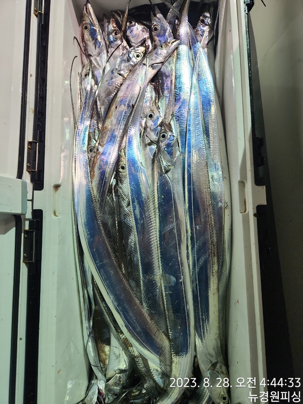 뉴경원피싱의 조황일지 이미지 - 5