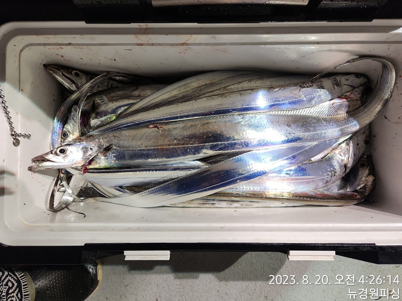 뉴경원피싱의 조황일지 이미지 - 2