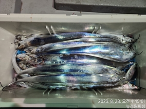 내일부터 문어야간 갈치 달립니다 선상낚시로 잡은 물고기 조황