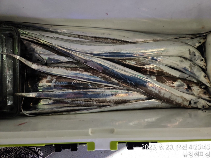 뉴경원피싱의 조황일지 이미지 - 6