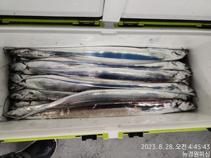 갈치 손맛보실분 연락주세요 선상낚시로 잡은 물고기 조황