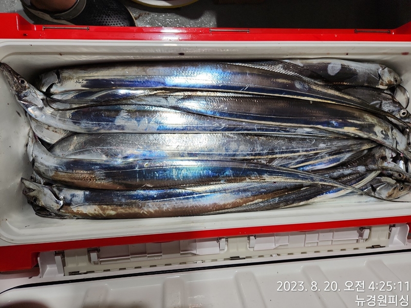 뉴경원피싱의 조황일지 이미지 - 8