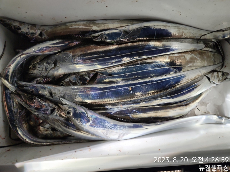 뉴경원피싱의 조황일지 이미지 - 1