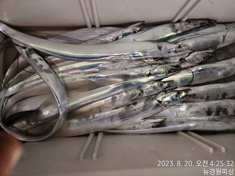 뉴경원피싱의 조황일지 이미지 - 7