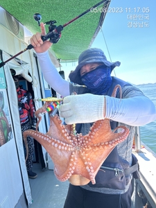 금요일부터 돌문어 달립니다  선상낚시로 잡은 물고기 조황