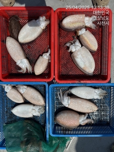 내일 갑오징어 출조합니다 선비 4만원 선상낚시로 잡은 물고기 조황