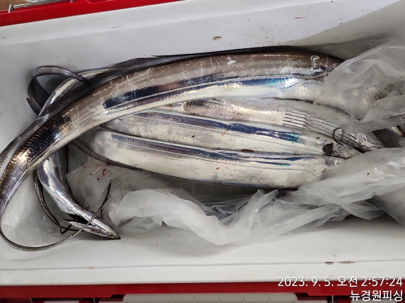 뉴경원피싱의 조황일지 이미지 - 3