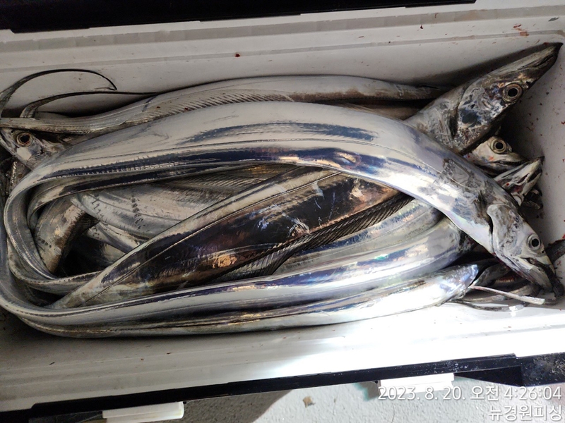 뉴경원피싱의 조황일지 이미지 - 5