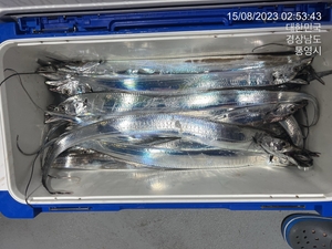 내일부터 문어 야간갈치달립니다 선상낚시로 잡은 물고기 조황