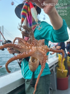 삼천포 문어가 살아나고있습니다 선상낚시로 잡은 물고기 조황
