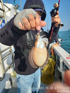 일요일 봄갑이 이벤트가 5만원에 달립니다  선상낚시로 잡은 물고기 조황