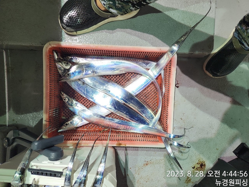 뉴경원피싱의 조황일지 이미지 - 5