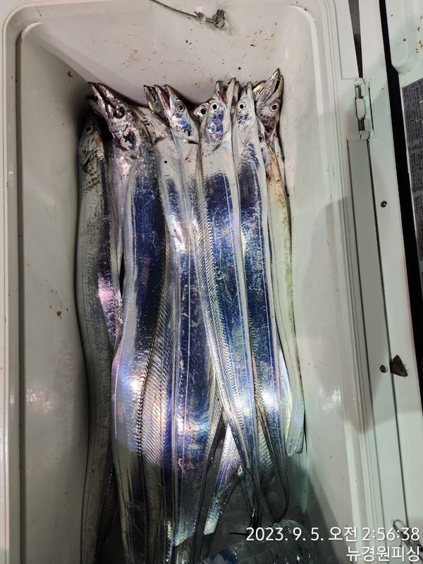 뉴경원피싱의 조황일지 이미지 - 5