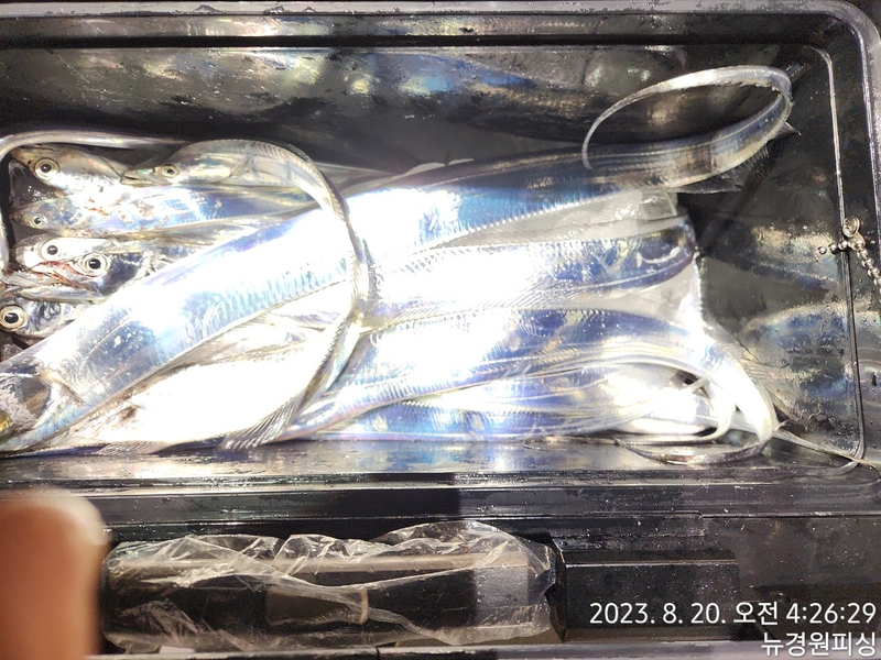 뉴경원피싱의 조황일지 이미지 - 3