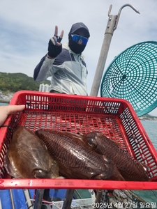 4월27일 여수야호갑오징어 조황 선상낚시로 잡은 물고기 조황