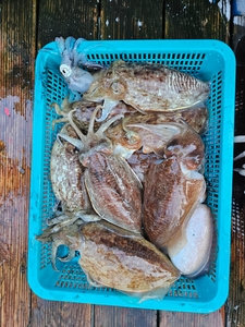 3.9 4시간 오후반 갑오징어낚시 선상낚시로 잡은 물고기 조황