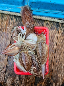 3.3 갑오징어 4시간 체험낚시 선상낚시로 잡은 물고기 조황