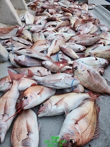 (유담호)26일 참돔타이라바  초대박 조황 선상낚시로 잡은 물고기 조황