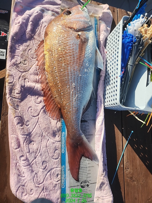 통영 유담호 의 조황일지 이미지 - 2