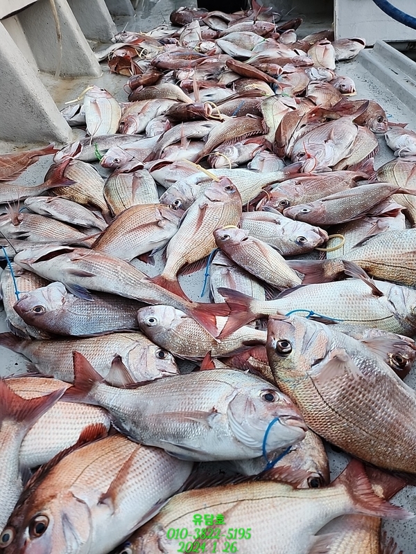 통영 유담호 의 조황일지 이미지 - 1