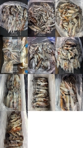 "제주 어신호" 6월 28일 야간 한치 조황 선상낚시로 잡은 물고기 조황
