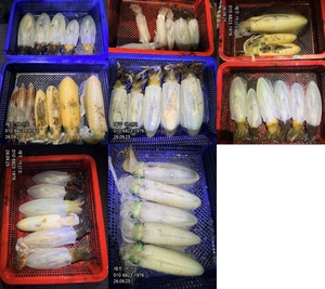 "제주 어신호" 9월 24일 무늬팁런조황 선상낚시로 잡은 물고기 조황