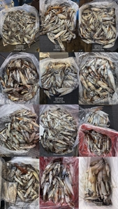 "제주 어신호" 6월 27일 야간 한치 조황 선상낚시로 잡은 물고기 조황