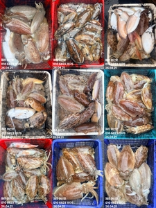 "제주 어신호" 4월 21일 갑오징어 조황 선상낚시로 잡은 물고기 조황