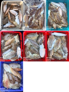 "제주 어신호" 26년 1월 27일 갑오징어 조황 선상낚시로 잡은 물고기 조황