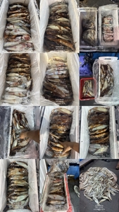 "제주 어신호" 6월 29일 야간 한치 조황 선상낚시로 잡은 물고기 조황