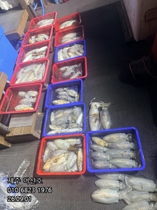 "제주 어신호" 8월 31일 야간 무늬팁런조황 선상낚시로 잡은 물고기 조황