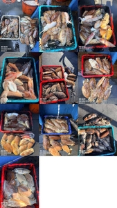 "제주 어신호" 5월 17일 갑오징어 조황 선상낚시로 잡은 물고기 조황
