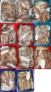 "제주 어신호" 26년 1월 30일 갑오징어 조황 선상낚시로 잡은 물고기 조황