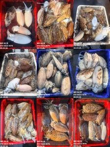 "제주 어신호" 3월 26일 갑오징어 조황 선상낚시로 잡은 물고기 조황