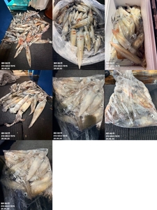 "제주 어신호" 6월 19일 야간 한치 조황 선상낚시로 잡은 물고기 조황