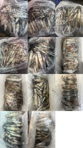 제주 어신호" 7월 18일 야간 한치 조황 선상낚시로 잡은 물고기 조황