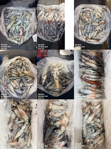 제주 어신호" 7월29일 야간 한치 조황 선상낚시로 잡은 물고기 조황