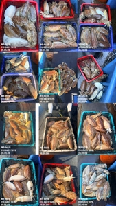 "제주 어신호" 5월 9일 갑오징어 조황 선상낚시로 잡은 물고기 조황