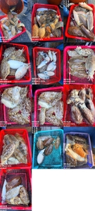 "제주 어신호" 3월 7일 갑오징어 조황 선상낚시로 잡은 물고기 조황