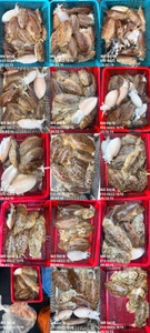 제주 어신호" 2월 15일 갑오징어 조황 선상낚시로 잡은 물고기 조황