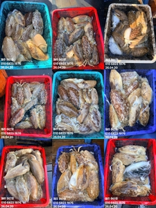 "제주 어신호" 4월 20일 갑오징어 조황 선상낚시로 잡은 물고기 조황